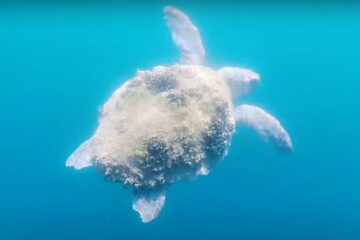 marine conservation - image of a sea turtle