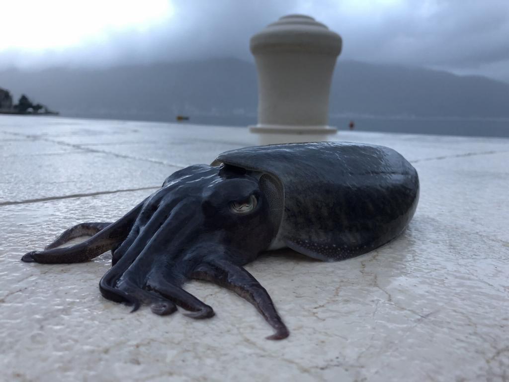 Fishing kotor montenegro