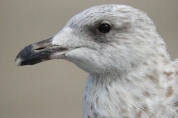 Discovering Mamula - a seagull