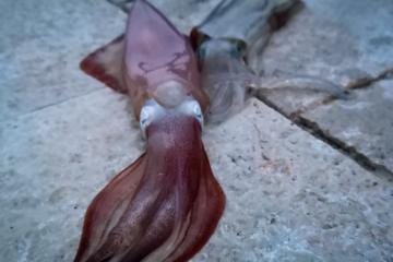 fishing blog posts - squid caught - Kotor montenegro