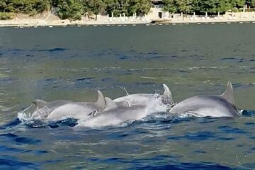 kotor boat tours: dolphin conservation - image taken from the boat of dolphins riding along