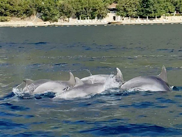 kotor boat tours: dolphin conservation - image taken from the boat of dolphins riding along