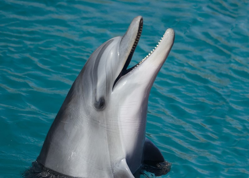 close up picture of a bottlenose dolphin