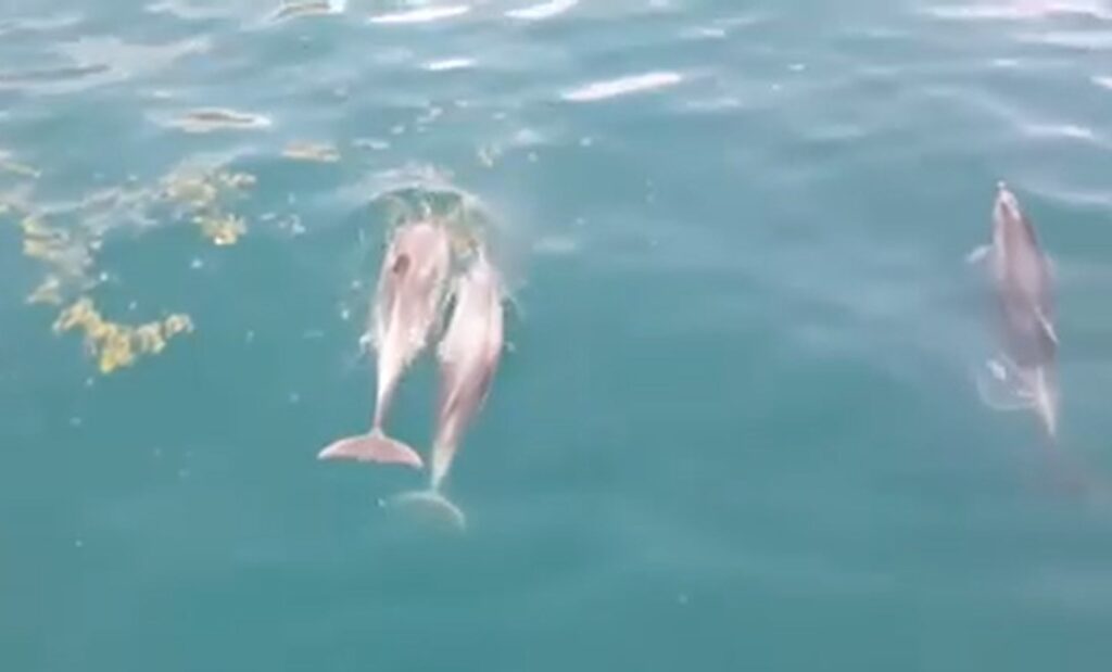 Dolphins in the Bay of Kotor, aerial footage of three dolphins, of which one is calf