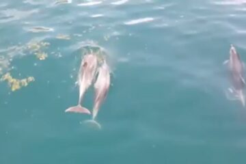 Dolphins in the Bay of Kotor, aerial footage of three dolphins, of which one is calf