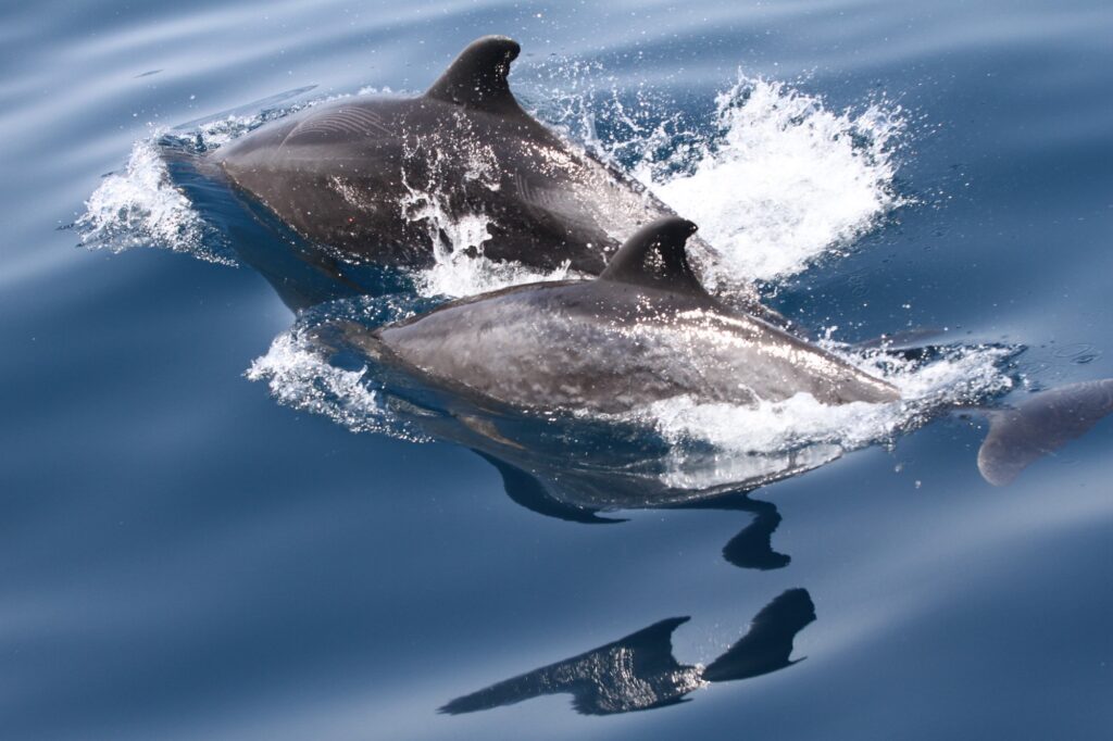 wildlife conservation tours tours