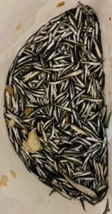 fishing for sand smelt: fresh fish