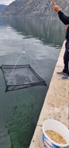 fishing for sand smelt: pulling out the specialized fishing net