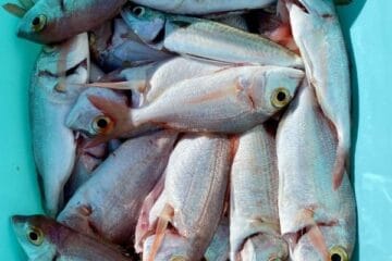 successful catch in the deep waters: bucket full of red bream cropped - hero image
