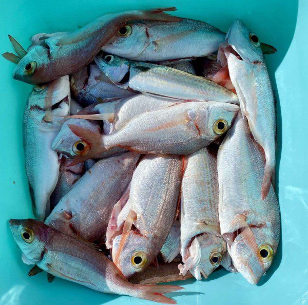 kotor boat tours: successful catch in the deep waters: a bucket full of red bream