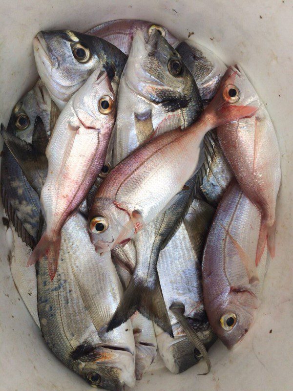 fishing adventure - a bucket full of redbream, gilt-head bream and common pandora