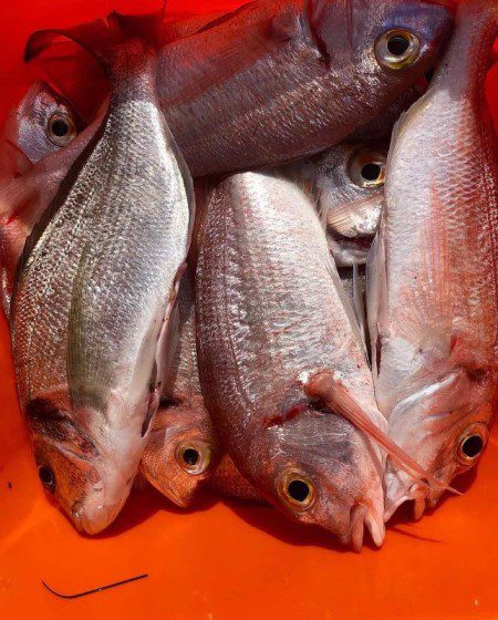 Common pandora - a bucket full of fish