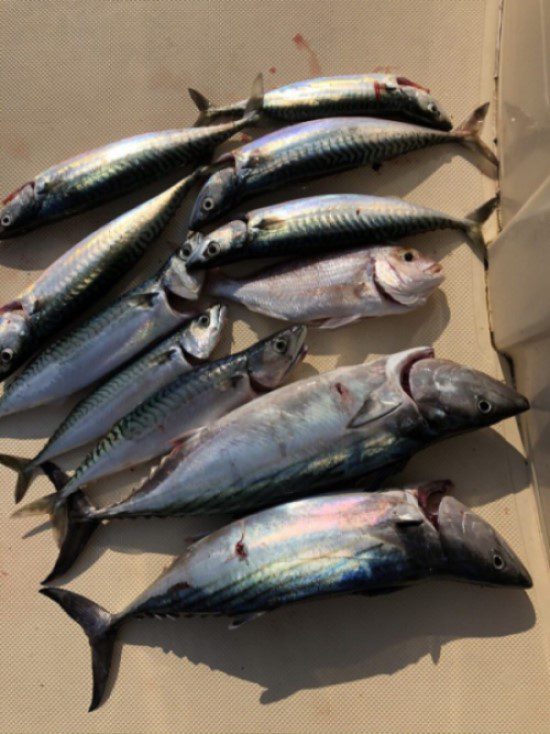 Mackerels and bonitos in Kotor bay - view of the catch consisted of mackerels and bonitos