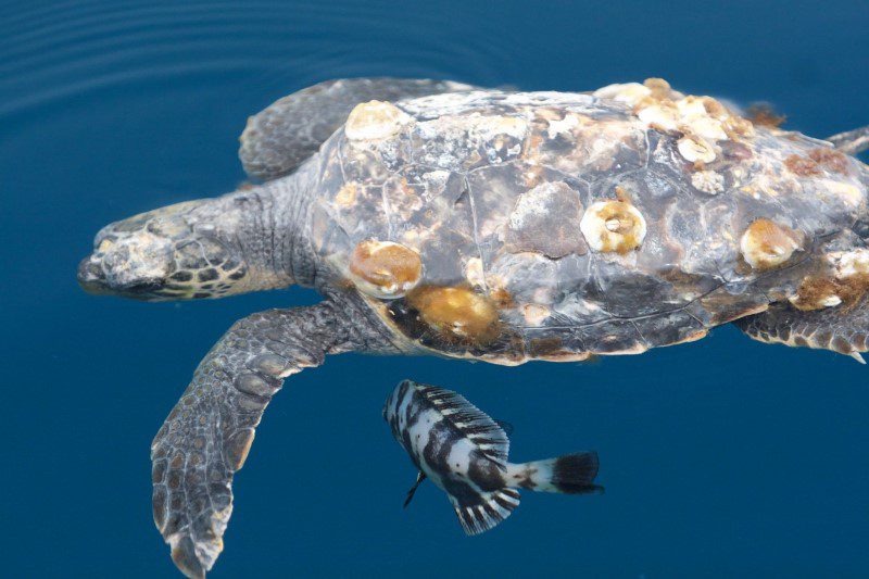 marine conservation - an image of a sea turtle