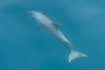 protecting kotor bay dolphins - a playful calf