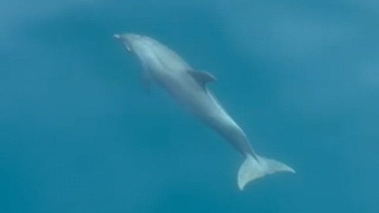 protecting kotor bay dolphins - a playful calf