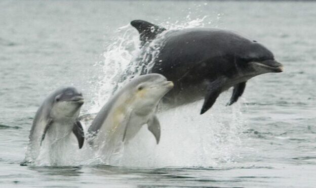Kotor Boat Tours - Wildlife Conservation Tours - view of afamily of dolphins