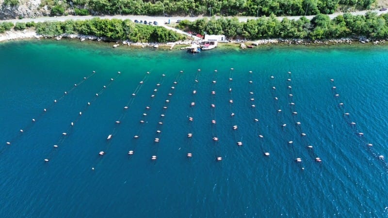 Boka Bay Tours with shellfish farm visit - drone view of the farm