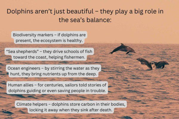 Wildlife Conservation Tours - Dolphin facts