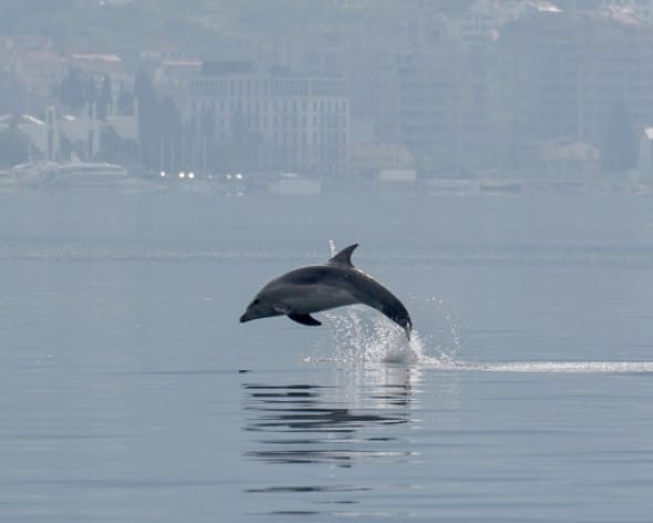 Wildlife Conservation Tours - a dolphin jumping out of the water
