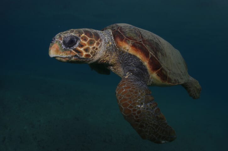 Wildlife Conservation Tours - picture of aloggerhead sea turtle